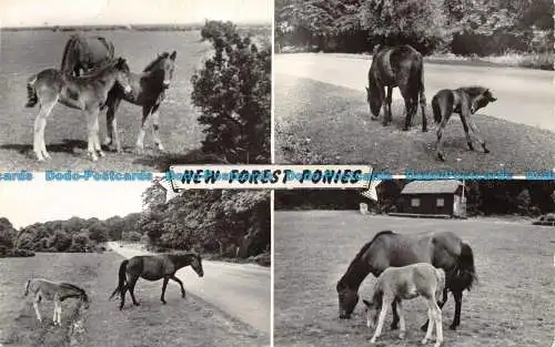 R139776 New Forest Ponys. Lachs. 1962. Multi View