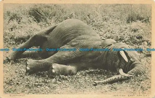 R641802 Elefant. Britisches Ostafrika. Ostafrikanischer Standard