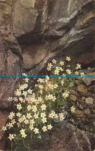 R642759 Saxifraga Bryoides. Photochromie