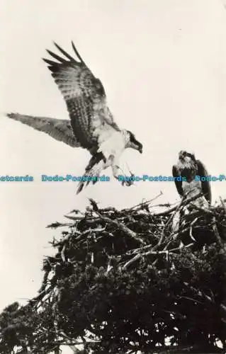 R644259 Ospreys am Loch Garten Eyrie. Stanley C. Porter