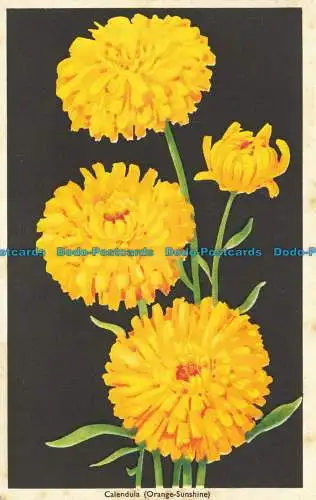 R643054 Ringelblume. Orange Sunshine. Hardy Annual