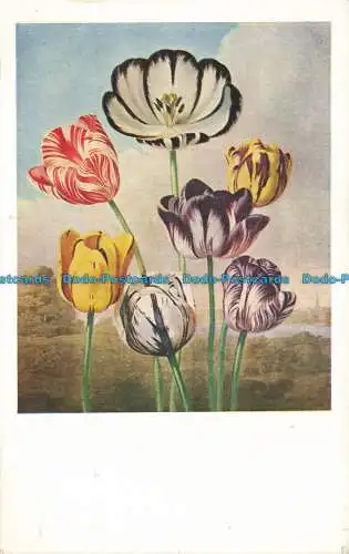 R643812 Victoria and Albert Museum. Tulpen. Herbert Reiach. R.J. Thornton. Die