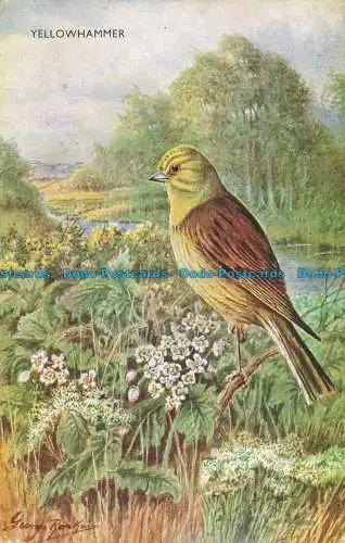 R643861 Yellowhammer. J. Lachs