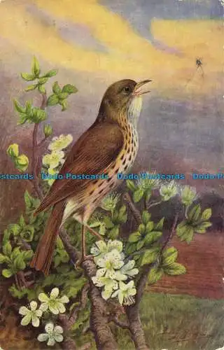 R643876 Song Thrush. J. Lachs