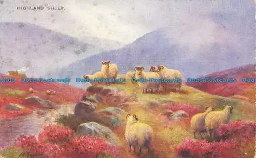 R645786 Highlandschafe. Valentinstag. Highland Studies