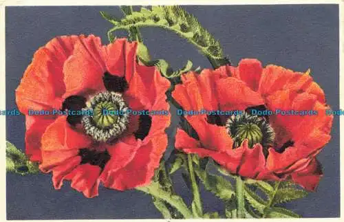 R646388 Mohn. Stehli. Nein. 681