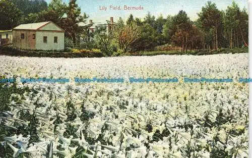 R647113 Bermuda. Lily Field. Wm. Weiss. Nein. 66