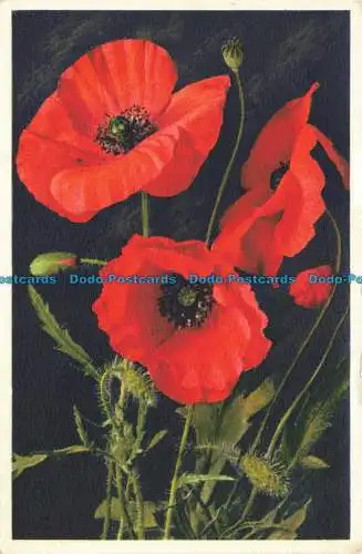 R646569 Mohn. Maismohn. E. Gyger