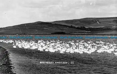 R146702 Abbotsbury Swannery. R.H. Grün