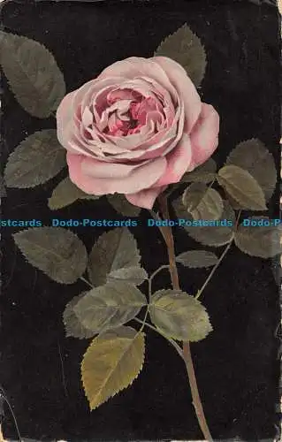 R147056 Alte Postkarte. Rosa Rose