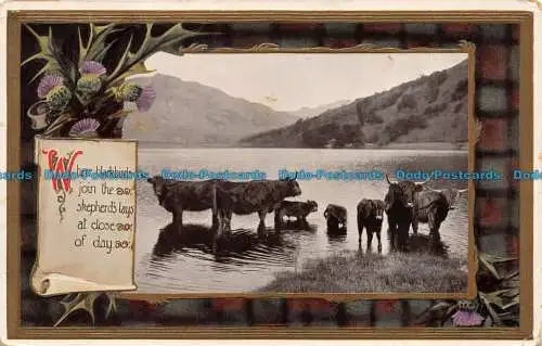 R149434 Alte Postkarte. Rinder im Wasser. Philco. 1914