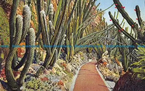 R150574 Exotischer Garten von Monaco. Pilocereus Fossulatus Houletii Latanus. S.I.