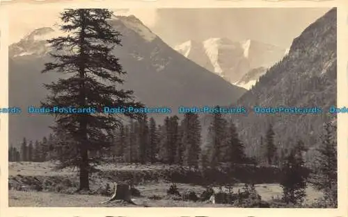 R150608 alte Postkarte. Bäume und Berge