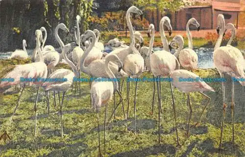 R150922 Flamingos. Stehli