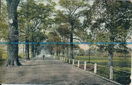 R151636 The Avenue. Tooting Common. Valentinstag. 1906