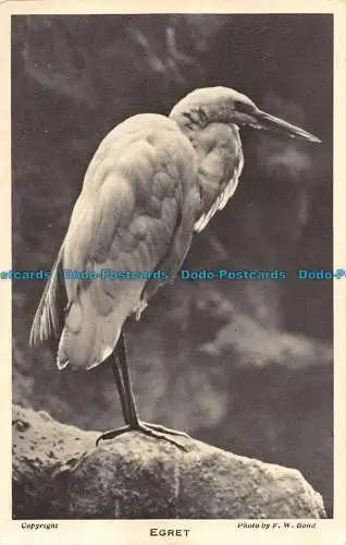 R152451 Egret. F.W. Bond