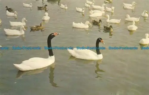 R153214 Flamingo Park Vogelschutzgebiet. Meerblick. I.W. Jarrold. In der Nähe