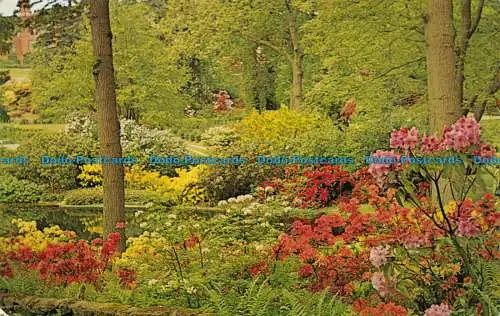 R153345 Azaleen und Rhododendren. Hodnet Hall Gardens. English Life. 1972