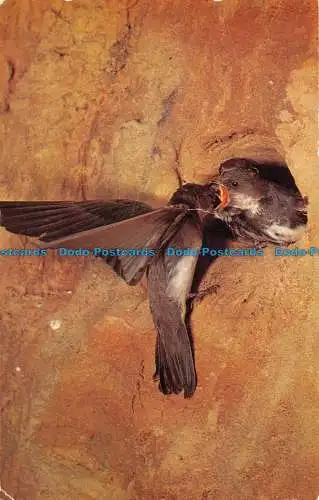 R153947 Sand Martin. Lachs. 1983