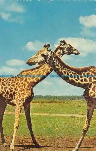 R153961 Ostafrika. Giraffe. Dexter Presse. 1969