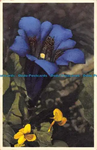 R152902 Gentiana Acaule. Gyger. 1958