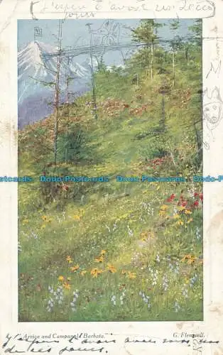 R154247 Arnika und Campanula Barbata. G. Flemwell. James Henderson. 1917