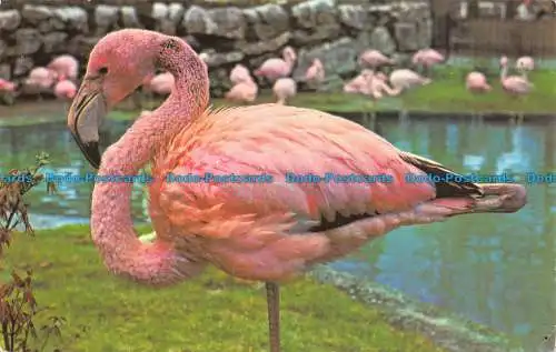 R153064 Rosy Flamingo. M. Lyster