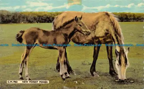 R154962 New Forest Ponys. Donner und Clayden. Sunray. 1962