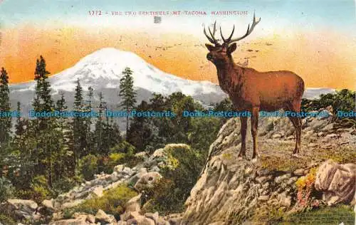 R155659 Die zwei Wächter Mt. Tacoma. Washington. 1910