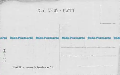 R155703 Ägypten. Reinigung der Dromaderis im Nil. L.C