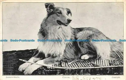 R157124 Collie. Landor. 1904