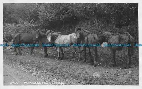 R157169 Dartmoor Ponys. Chapman. RP. 1935