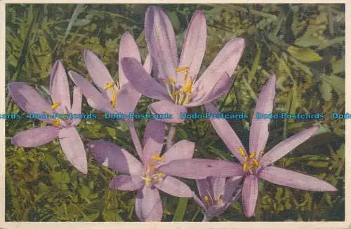 R157697 Colchicum alpinum. Gyger. 1934