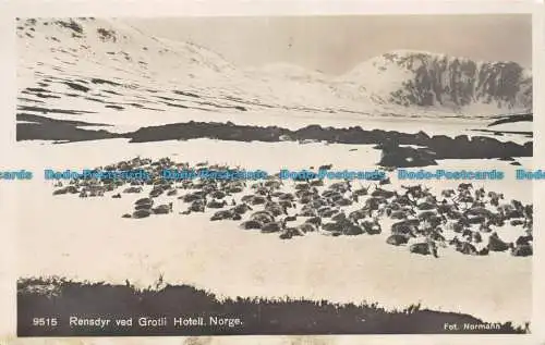 R158982 Rensdyr ved Grotli Hotell. Norge. Normann. Nr. 9515