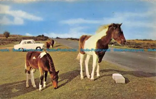 R159507 Dartmoor Ponys. 1963