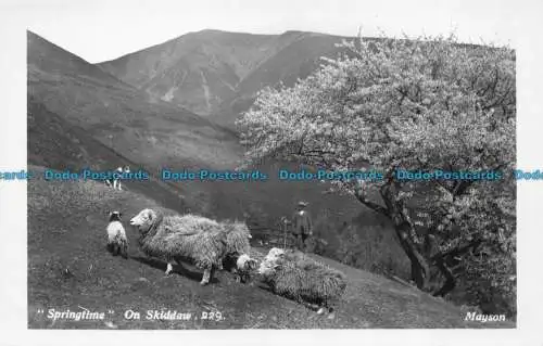 R160883 Springtime auf Skiddaw. Mayson