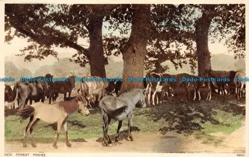 R160953 New Forest Ponys. Photochrom