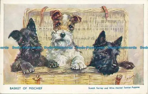 R161101 Korb des Unheils. Scotch Terrier und drahthaarige Terrier-Welpen. Salm