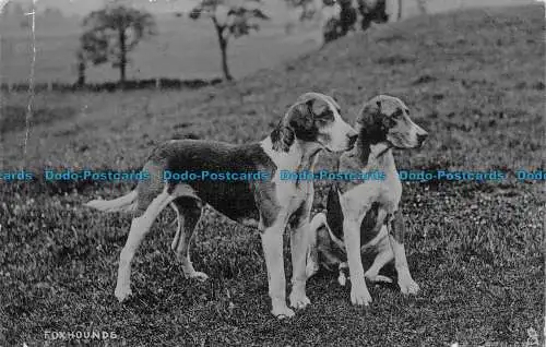 R160273 Foxhounds. Hunde. Tuck. 1908