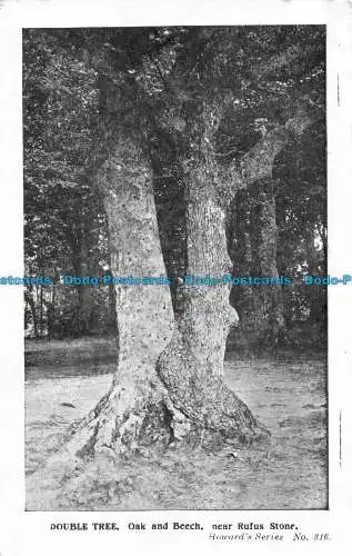 R161938 Doppelbaum. Eiche und Buche in der Nähe von Rufus Stone. Howard