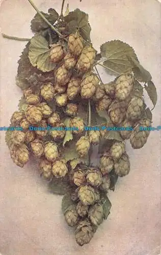 R161952 Kentish Hops. Lachs