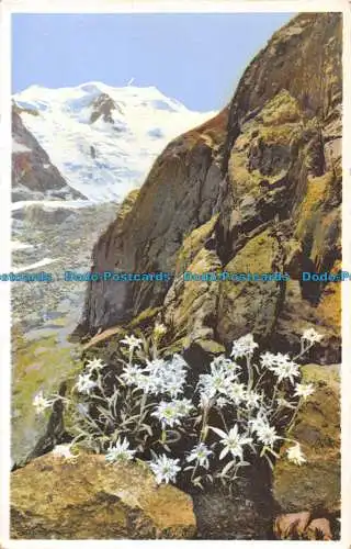 R163537 Leontopodium Alpinum. Engadin. Photochromie