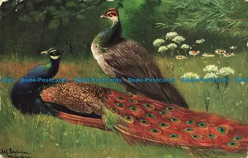 R648082 Peacock.Ernest Nister. Serie. 10. E.P. Dutton