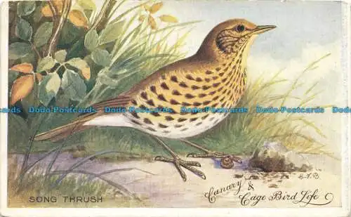 R648722 Song Thrush. Kanarienvogelwelt und Käfigvogelwelt. Britische Vögel. Nein. 8