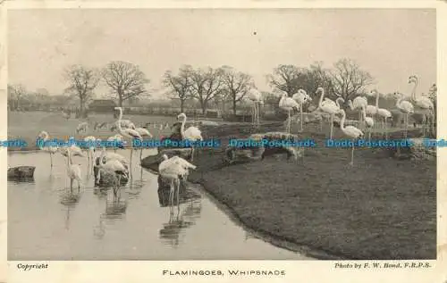 R648339 Peitschennade. Flamingos. F.W. Bond. 1936