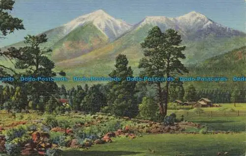 R649491 Arizona. San Francisco Peaks. Flagstaff. Postkarte Südwest. C.T. Art