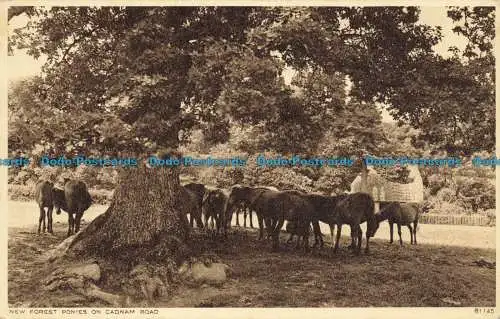 R648982 Neue Waldponys auf der Cadnam Road. Photochrom