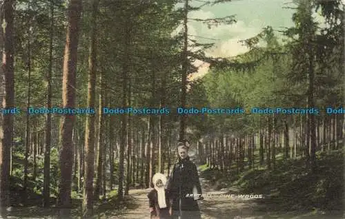 R649189 Ampthill Pine Woods. Jas. Smith. Ampthill Serie. 1907