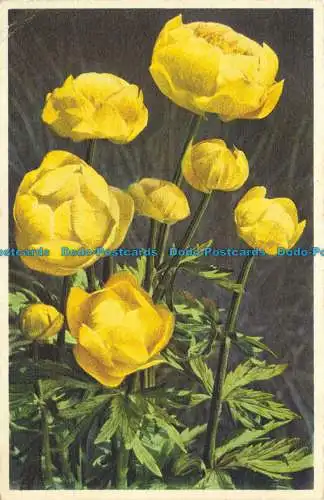 R650547 Globeflower. Gyger und Klopfenstein. 1955