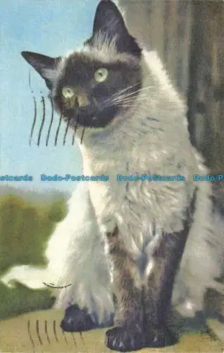 R650595 siamesische Kat. Stehli. Nein. 176. 1960